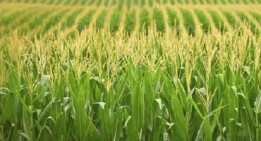 Jaká hnojiva je nejlepší krmit nebo zalévat kukuřici?